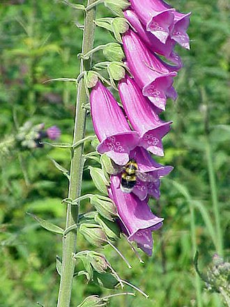 File:Foxglove.jpg